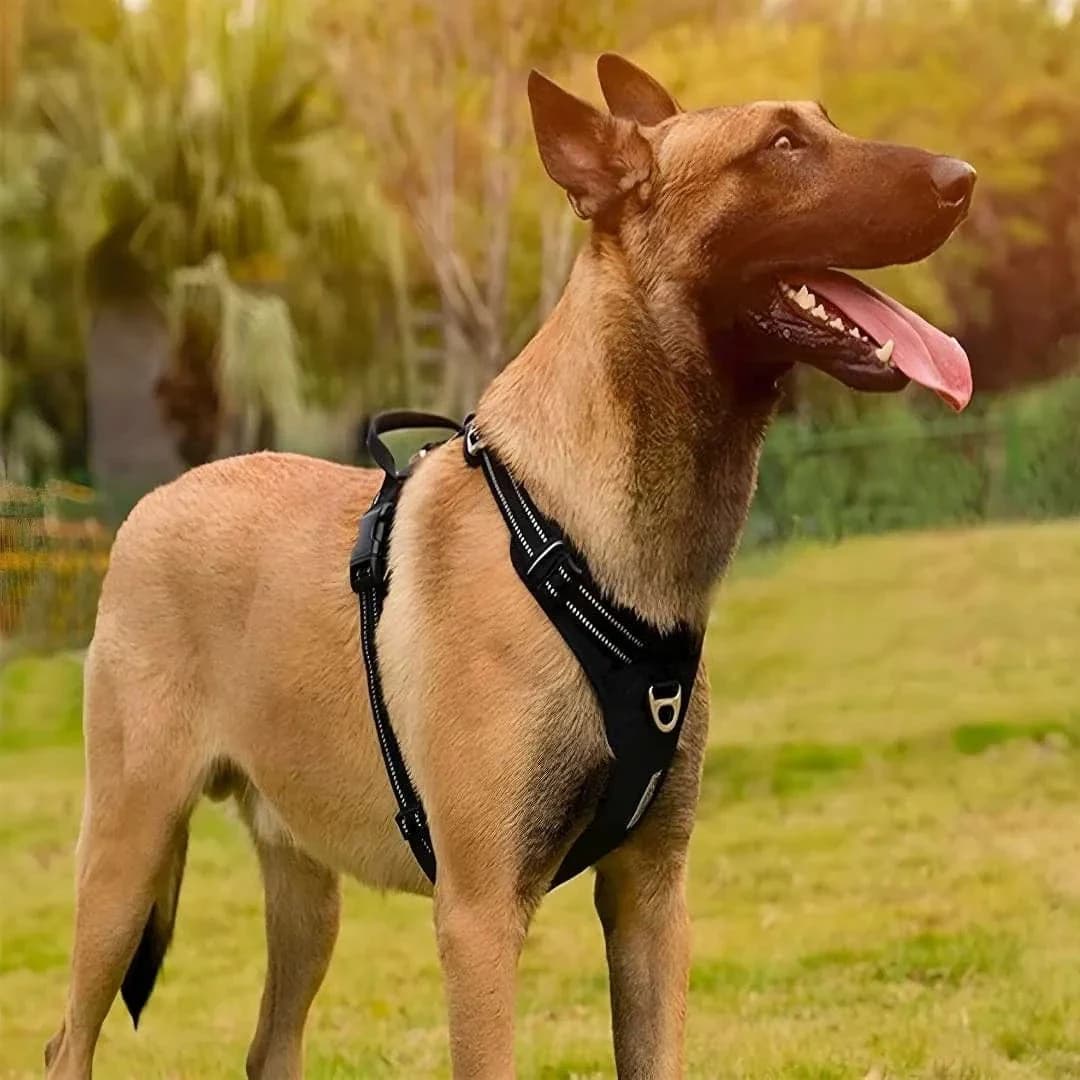 Harnais Cuir Premium - Vue 2