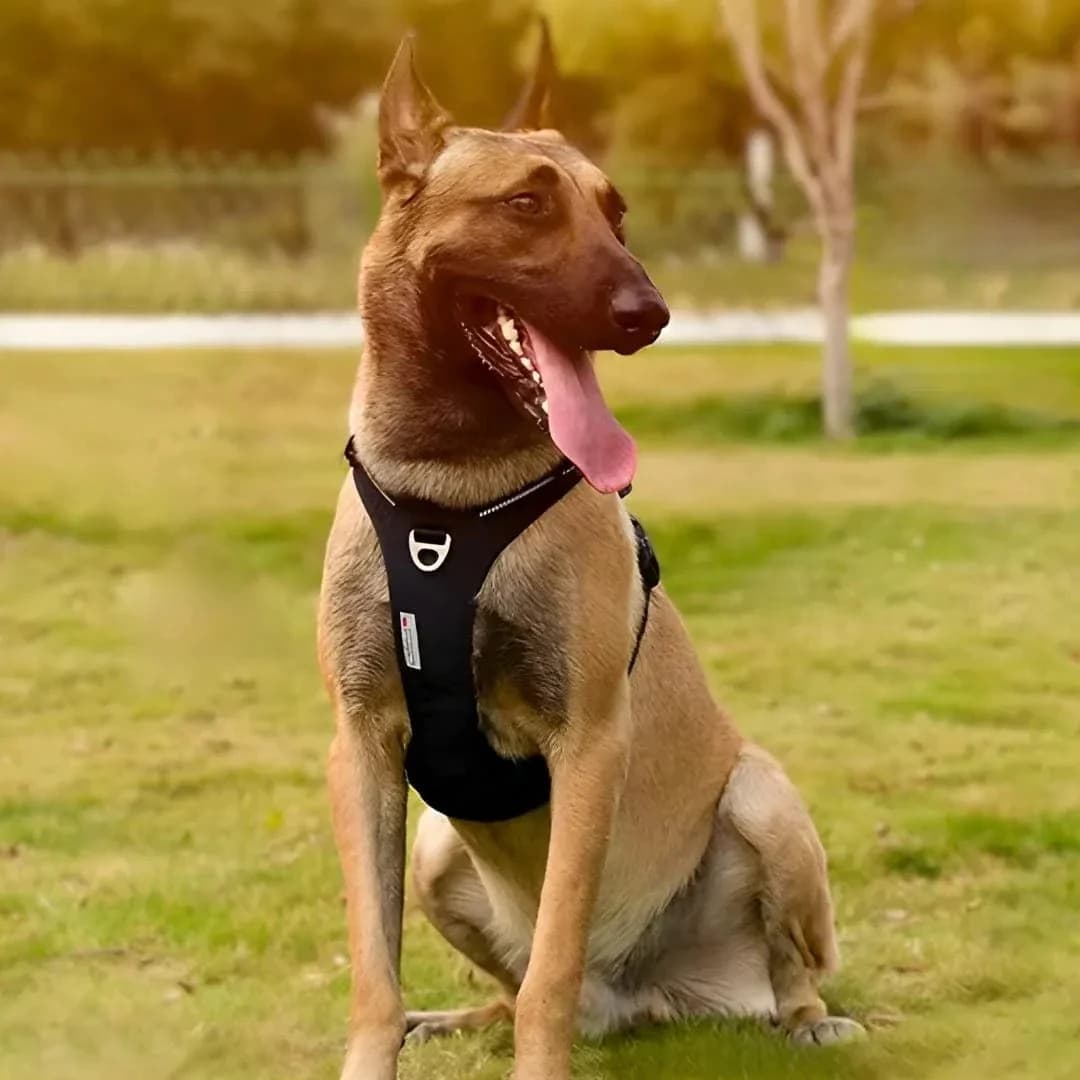 Harnais Cuir Premium - Vue 6