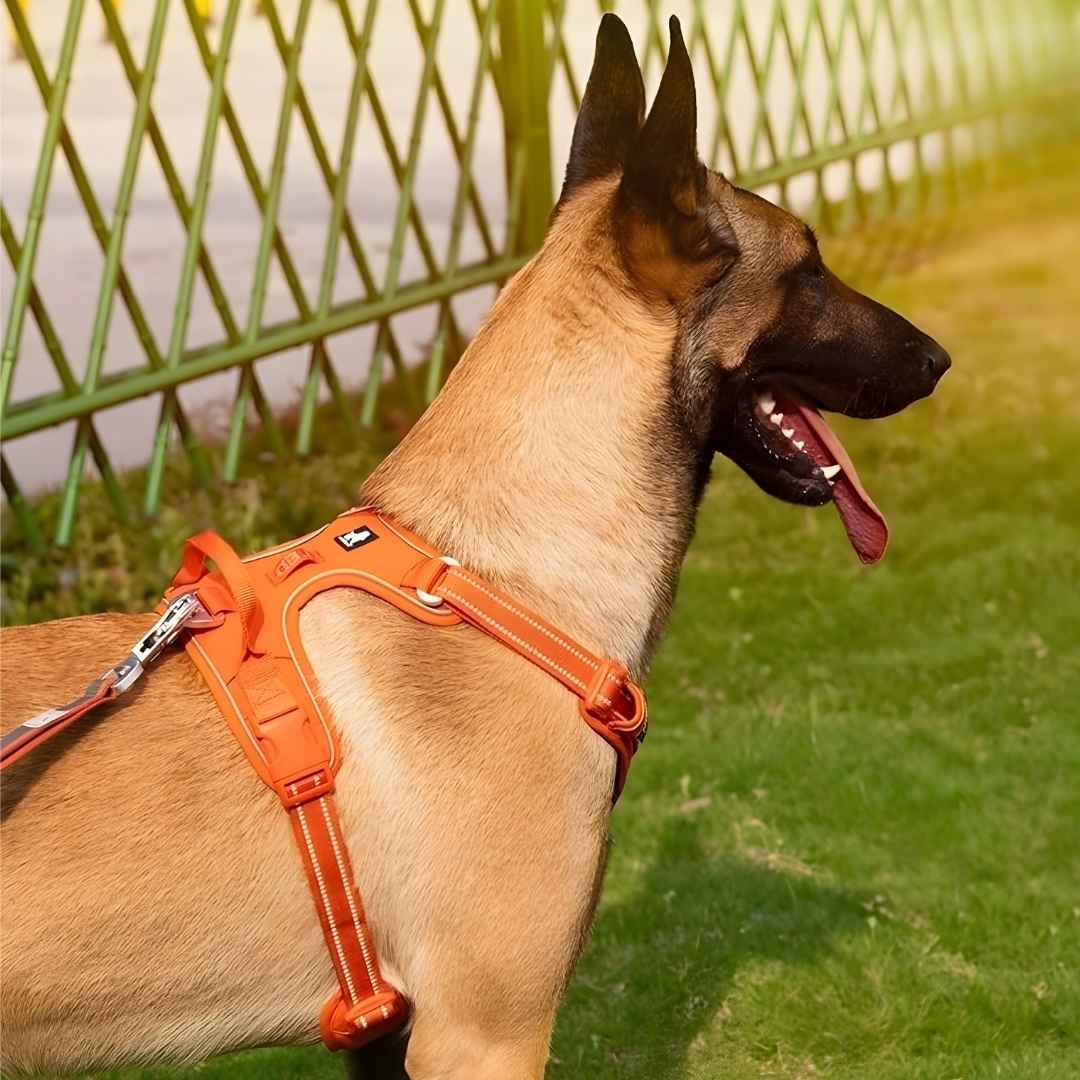 Harnais Cuir Premium - Vue 3